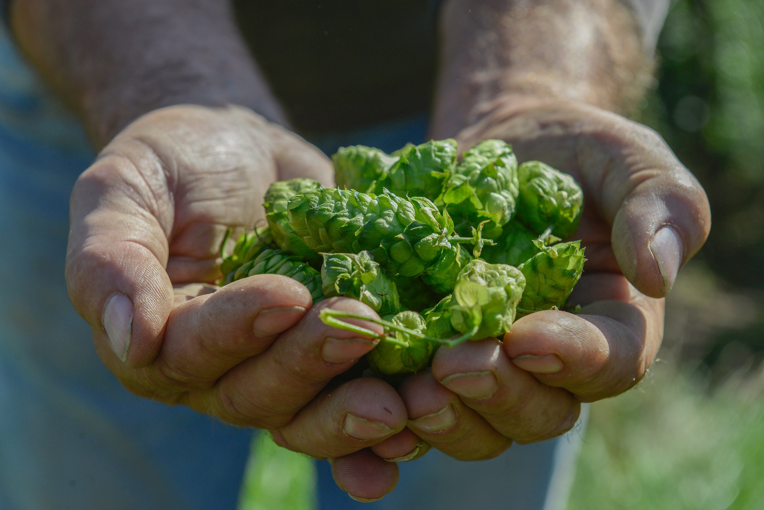 The hops of Alsace, creators of flavors